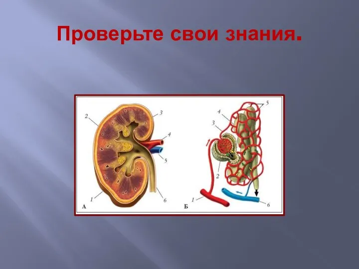 Проверьте свои знания.