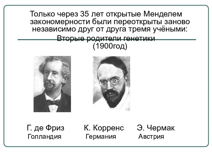 Только через 35 лет открытые Менделем закономерности были переоткрыты заново независимо