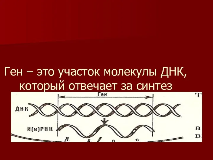 Ген – это участок молекулы ДНК, который отвечает за синтез определённого