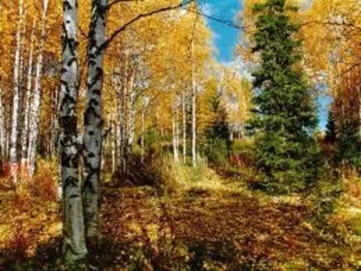 «Осенью лиственный лес быстро редел и казался прозрачным. Общий зелёный тон