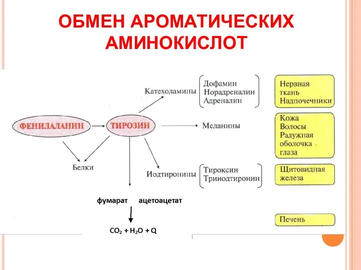 ОБМЕН АРОМАТИЧЕСКИХ АМИНОКИСЛОТ