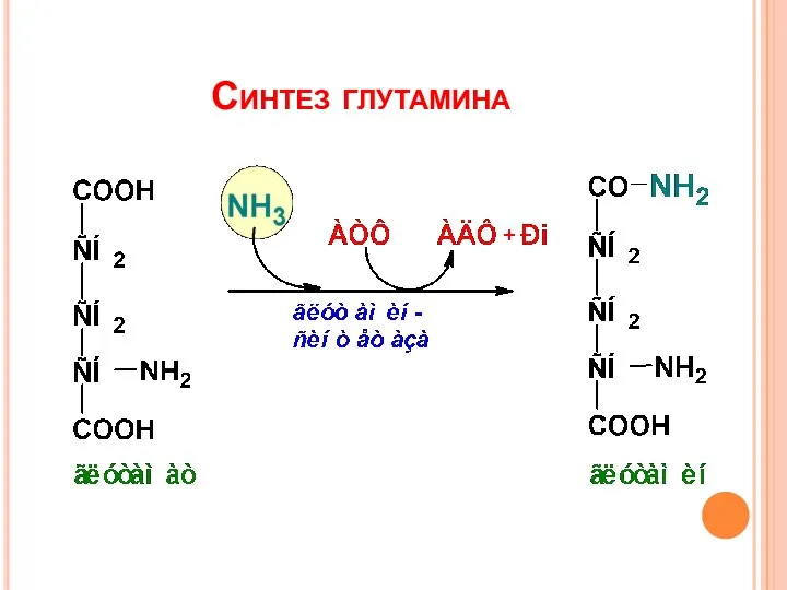 Синтез глутамина