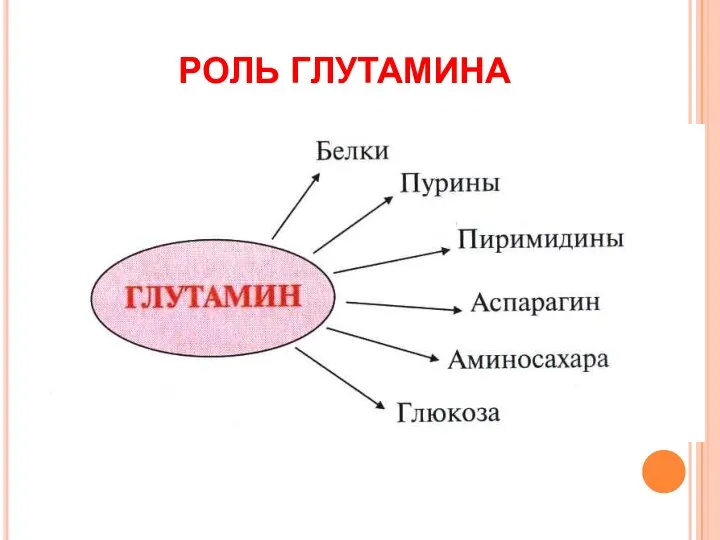 РОЛЬ ГЛУТАМИНА