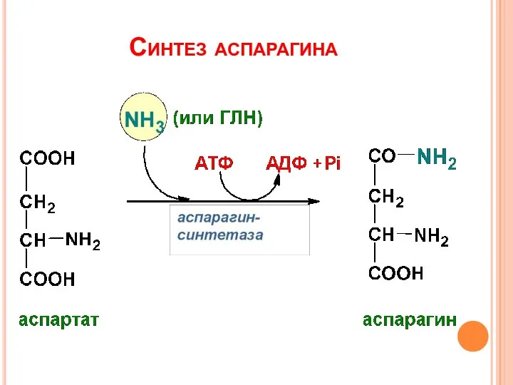 Синтез аспарагина