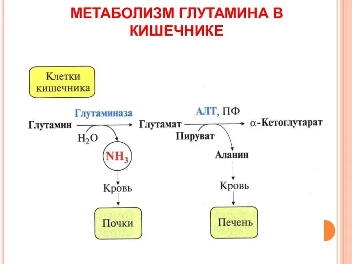 МЕТАБОЛИЗМ ГЛУТАМИНА В КИШЕЧНИКЕ