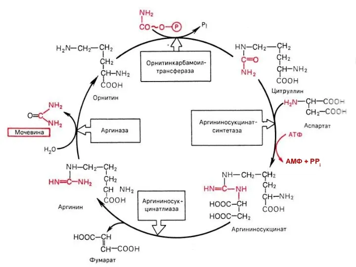 АМФ + РРi