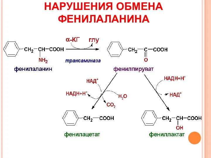 НАРУШЕНИЯ ОБМЕНА ФЕНИЛАЛАНИНА