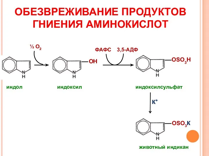 ОБЕЗВРЕЖИВАНИЕ ПРОДУКТОВ ГНИЕНИЯ АМИНОКИСЛОТ ОН ОSO3Н индол индоксил индоксилсульфат ОSO3К животный