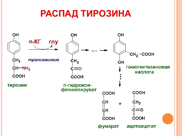 РАСПАД ТИРОЗИНА