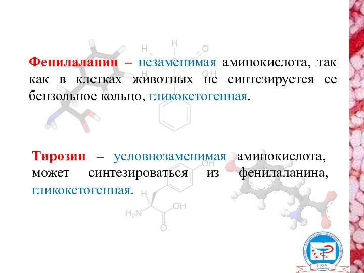 Фенилаланин – незаменимая аминокислота, так как в клетках животных не синтезируется