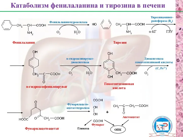 Фенилаланин Тирозин n-гидроксифенилпируват Гомогентизиновая кислота Фумарилацетоацетат Фумарат Ацетоацетат Катаболизм фенилаланина и