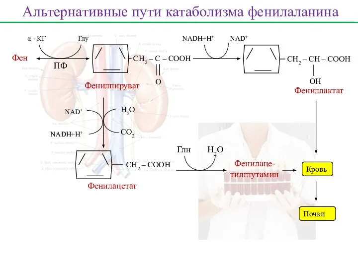 Фен ПФ α - КГ Глу СН2 – С – СООН