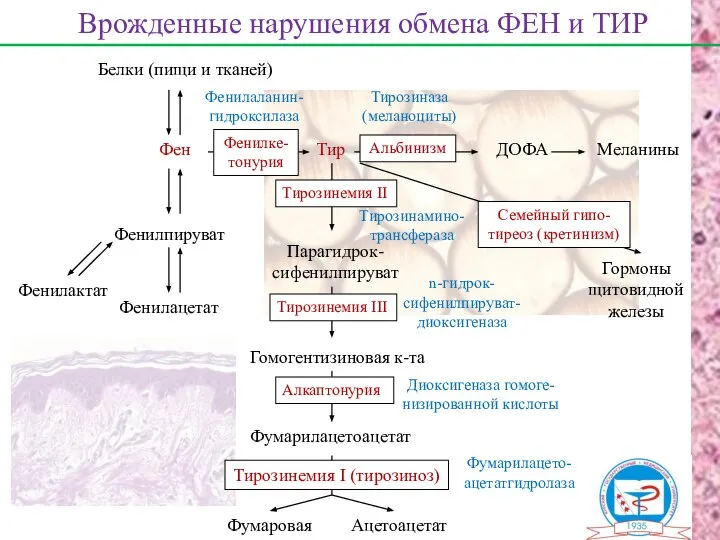 Белки (пищи и тканей) Фен Врожденные нарушения обмена ФЕН и ТИР