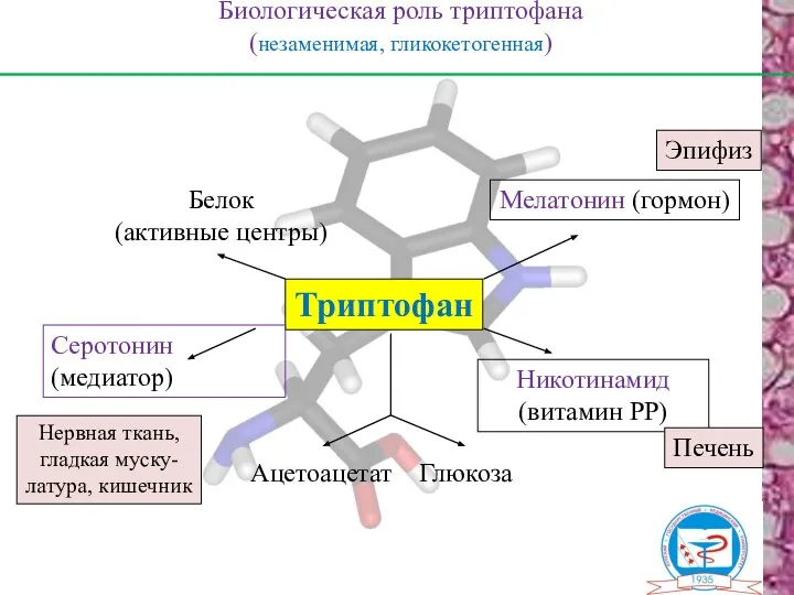 Биологическая роль триптофана (незаменимая, гликокетогенная) Триптофан Серотонин (медиатор) Мелатонин (гормон) Белок