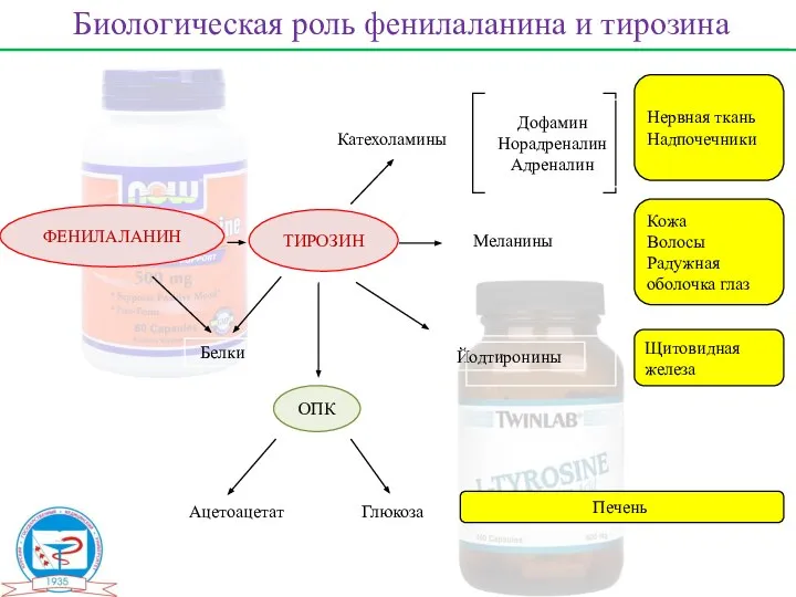 ФЕНИЛАЛАНИН ТИРОЗИН ОПК Белки Ацетоацетат Глюкоза Катехоламины Меланины Йодтиронины Дофамин Норадреналин