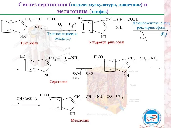 Синтез серотонина (гладкая мускулатура, кишечник) и мелатонина (эпифиз) Триптофан NН СН2