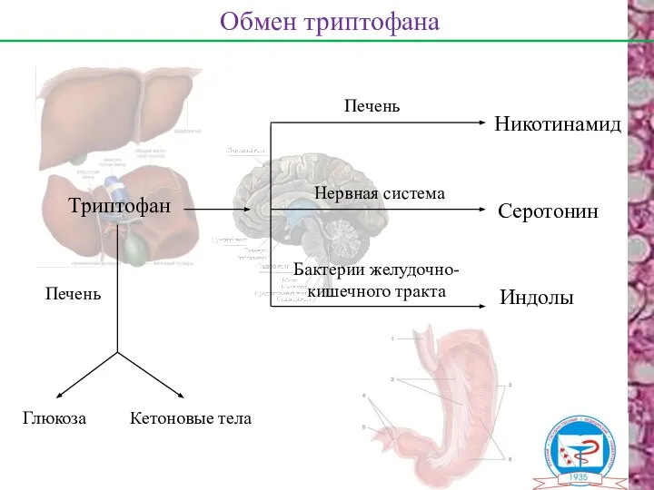 Обмен триптофана Триптофан Печень Никотинамид Серотонин Индолы Нервная система Бактерии желудочно-