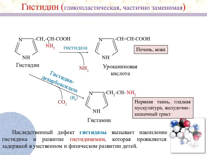 NH2 N NH -CH2-CH-COOH NH2 NH3 N NH -CH=CH-COOH гистидаза Гистидин