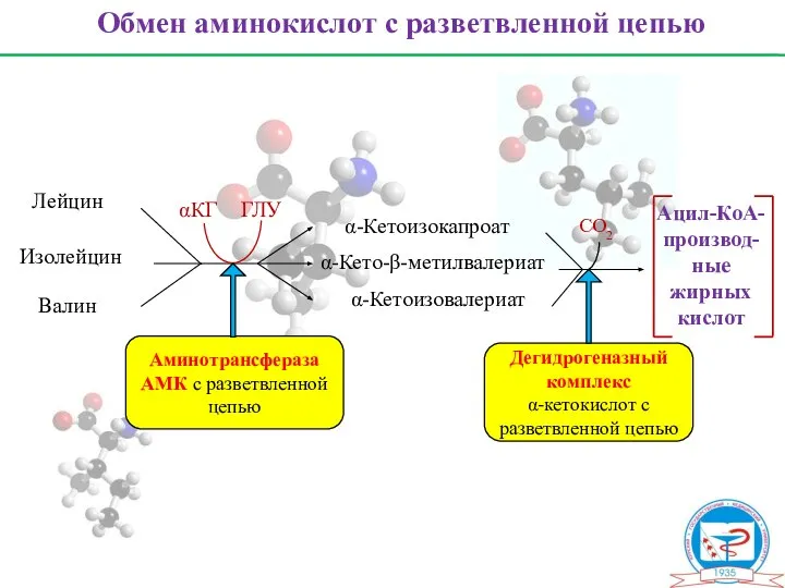 Обмен аминокислот с разветвленной цепью Лейцин Изолейцин Валин α-Кетоизокапроат α-Кето-β-метилвалериат α-Кетоизовалериат