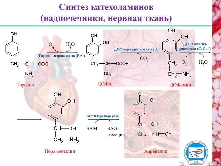 Тирозингидроксилаза (Fe2+) Адреналин Норадреналин Синтез катехоламинов (надпочечники, нервная ткань) О2 Н2О