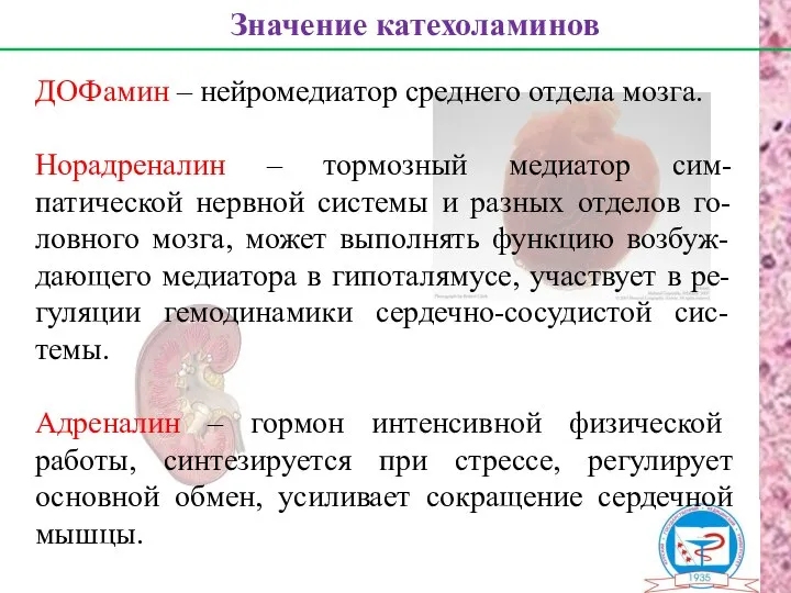 Значение катехоламинов ДОФамин – нейромедиатор среднего отдела мозга. Норадреналин – тормозный