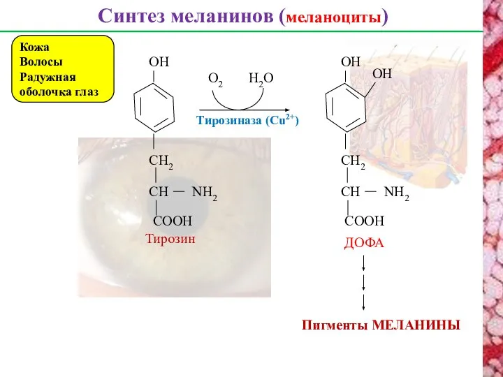 Синтез меланинов (меланоциты) Кожа Волосы Радужная оболочка глаз CH CH2 NH2