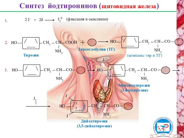 Синтез йодтиронинов (щитовидная железа) Тиреоглобулин (ТГ) 2. Тирозин 2 J -