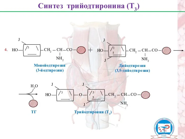 Синтез трийодтиронина (Т3) Монойодтирозин (3-йодтирозин) Дийодтирозин (3,5-дийодтирозин) Н2О ТГ 4. Трийодтиронин