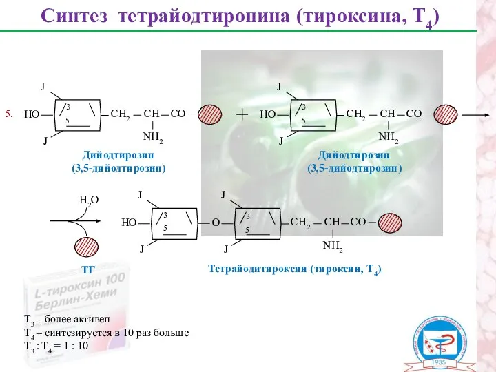 Синтез тетрайодтиронина (тироксина, Т4) Дийодтирозин (3,5-дийодтирозин) 3 5 Дийодтирозин (3,5-дийодтирозин) 3