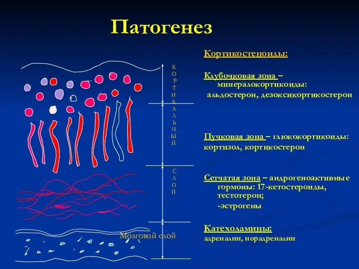 Патогенез Кортикостеноиды: Клубочковая зона – минералокортикоиды: альдостерон, дезоксикортикостерон Пучковая зона –