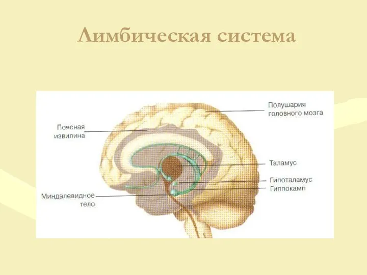 Лимбическая система