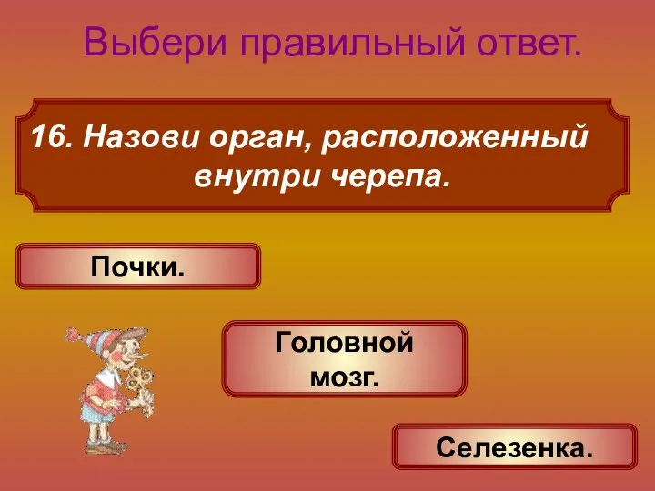 Назови орган, расположенный внутри черепа. Выбери правильный ответ. Головной мозг. Почки. Селезенка.