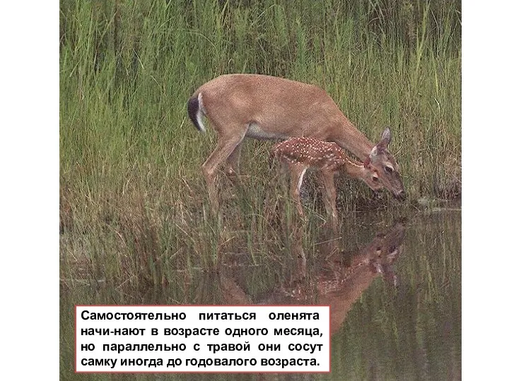 Самостоятельно питаться оленята начи-нают в возрасте одного месяца, но параллельно с