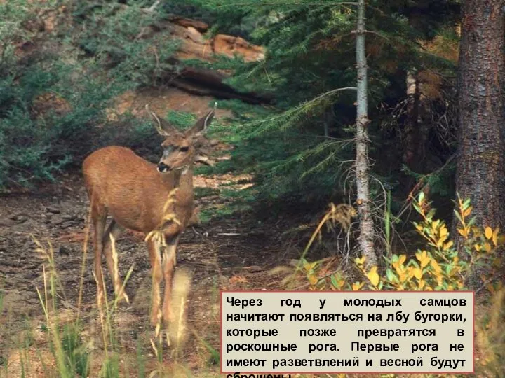 Через год у молодых самцов начитают появляться на лбу бугорки, которые