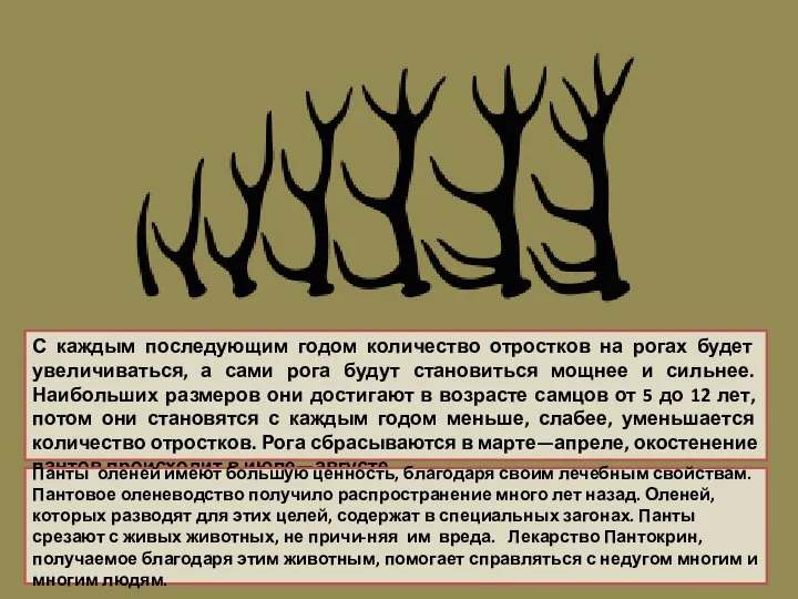 С каждым последующим годом количество отростков на рогах будет увеличиваться, а