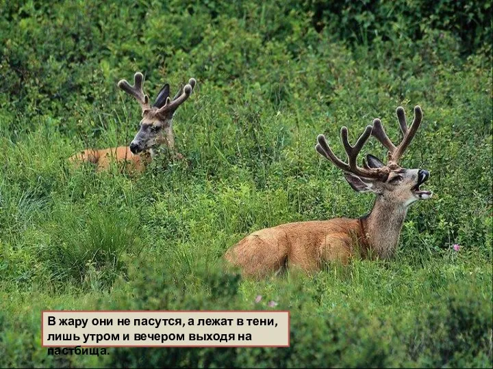 В жару они не пасутся, а лежат в тени, лишь утром и вечером выходя на пастбища.