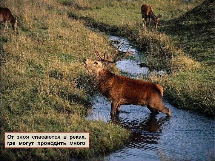 От зноя спасаются в реках, где могут проводить много времени.