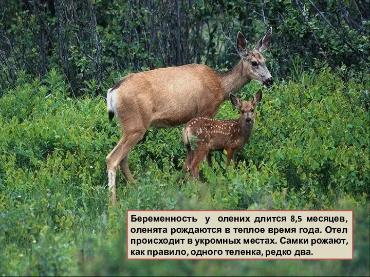 Беременность у олених длится 8,5 месяцев, оленята рождаются в теплое время