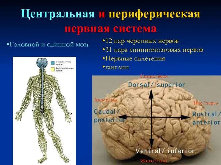 Центральная и периферическая нервная система 12 пар черепных нервов 31 пара