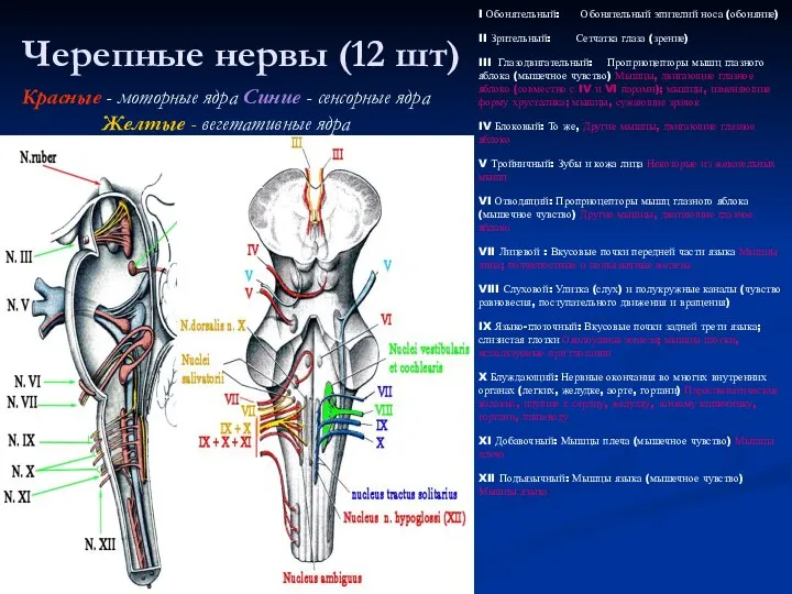 Черепные нервы (12 шт) Красные - моторные ядра Синие - сенсорные