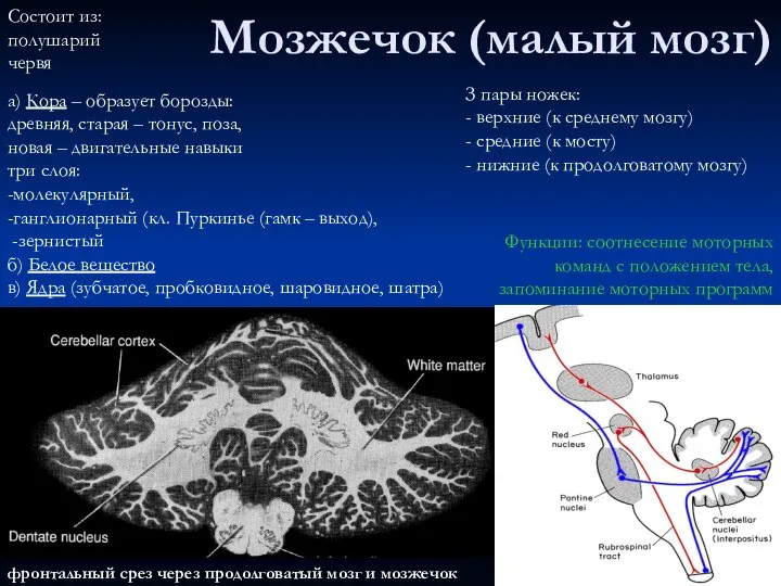 фронтальный срез через продолговатый мозг и мозжечок Мозжечок (малый мозг) Функции: