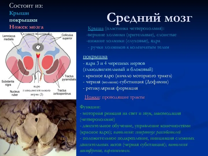 Средний мозг Состоит из: Крыши покрышки Ножек мозга Ножки: проводящие тракты