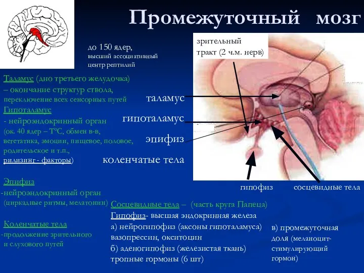 Промежуточный мозг таламус гипоталамус эпифиз коленчатые тела сосцевидные тела гипофиз зрительный