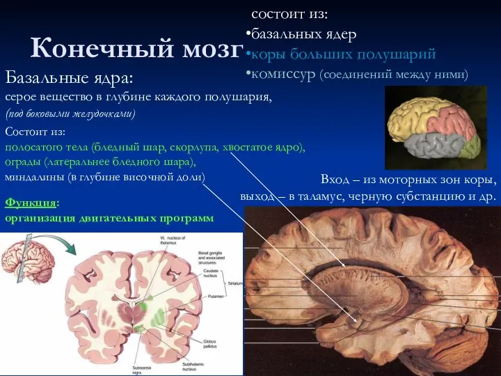 Конечный мозг состоит из: базальных ядер коры больших полушарий комиссур (соединений