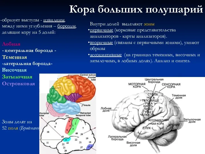 Кора больших полушарий образует выступы - извилины, между ними углубления –