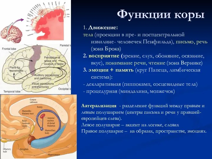 Функции коры 1. Движение: тела (проекции в пре- и постцентральной извилине-