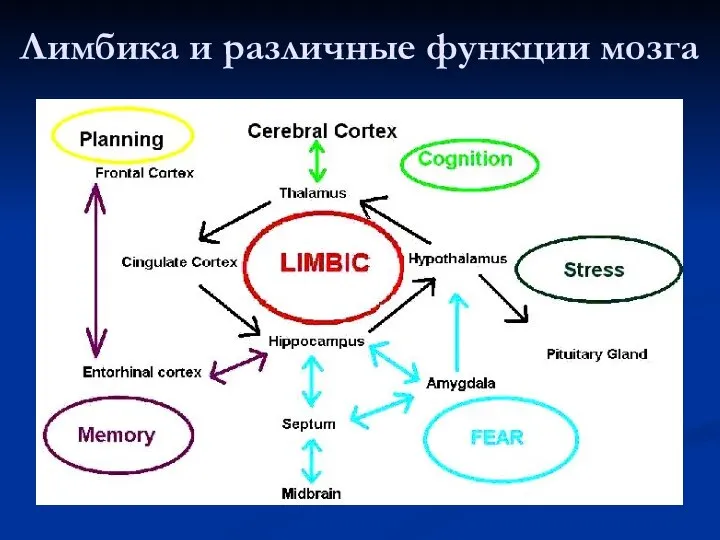 Лимбика и различные функции мозга