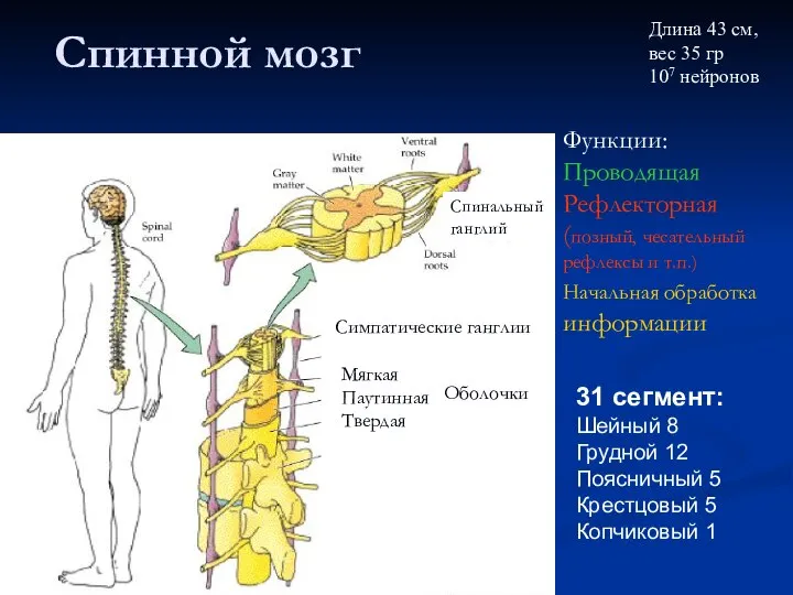 Спинной мозг Мягкая Паутинная Твердая Оболочки Спинальный ганглий 31 сегмент: Шейный