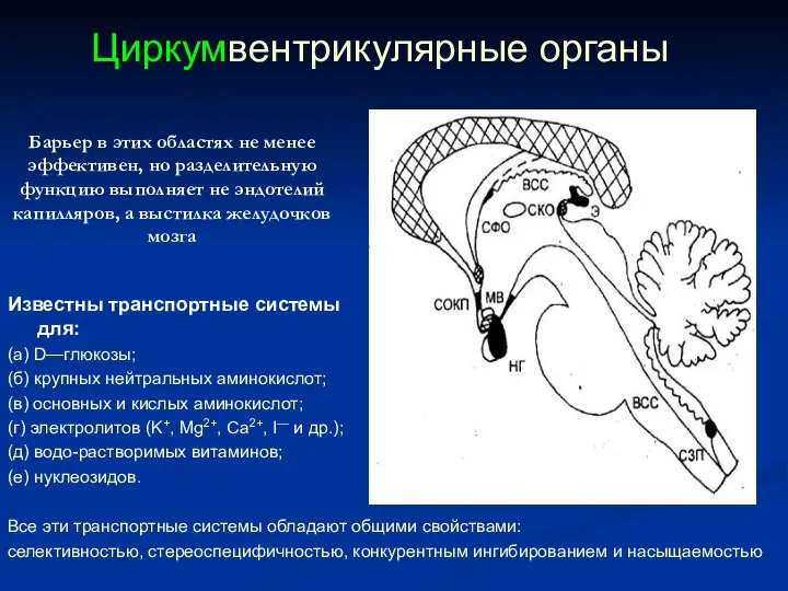 Барьер в этих областях не менее эффективен, но разделительную функцию выполняет