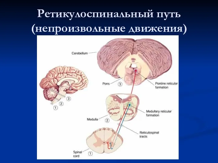 Ретикулоспинальный путь (непроизвольные движения)